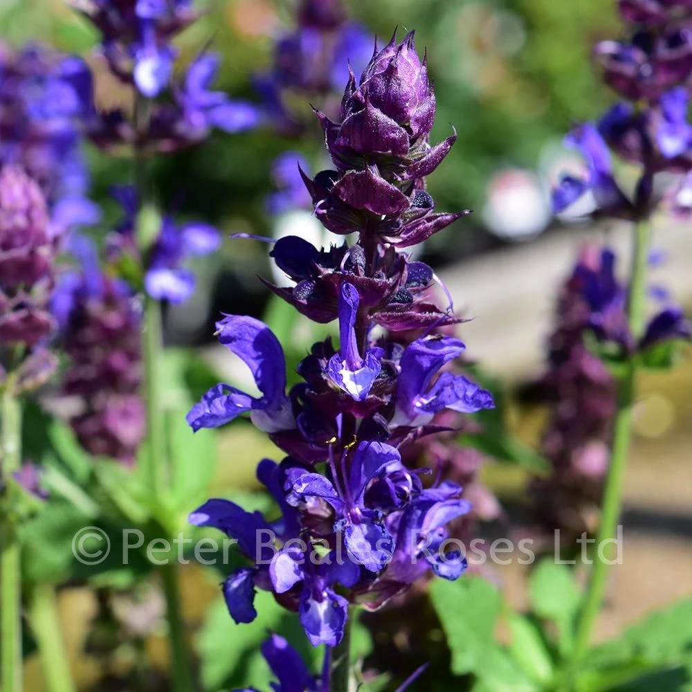 Salvia Blue Marvel 7 Salvia Blue Marvel - Image 5