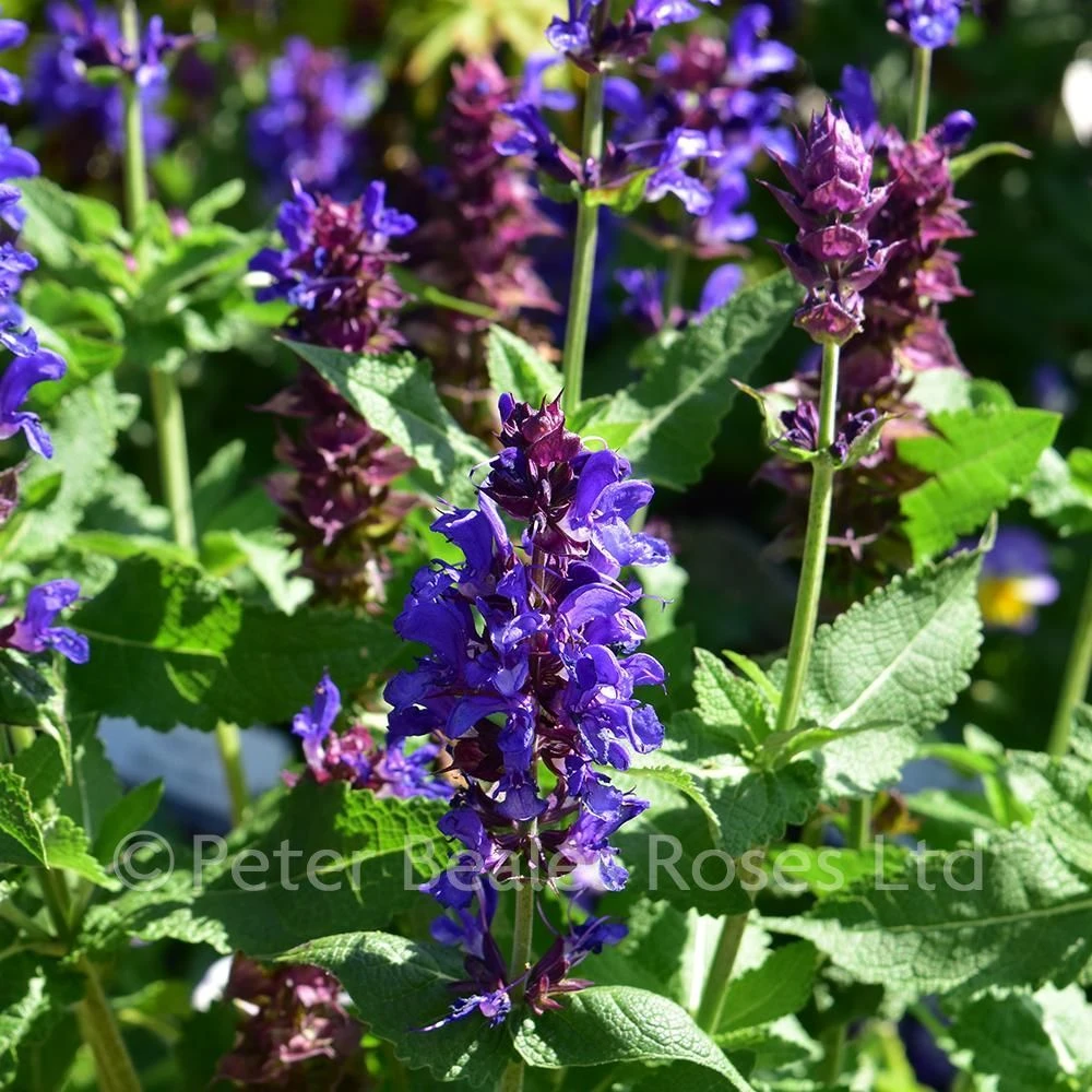 Salvia Blue Marvel 4 Salvia Blue Marvel - Image 2