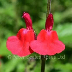 Salvia X Jamensis Hot Lips (Sage) -Classic Roses Sales Store salvia hot lips bm 2017 1 1000px