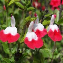 Salvia X Jamensis Hot Lips (Sage)