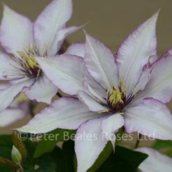Clematis Samaritan Jo