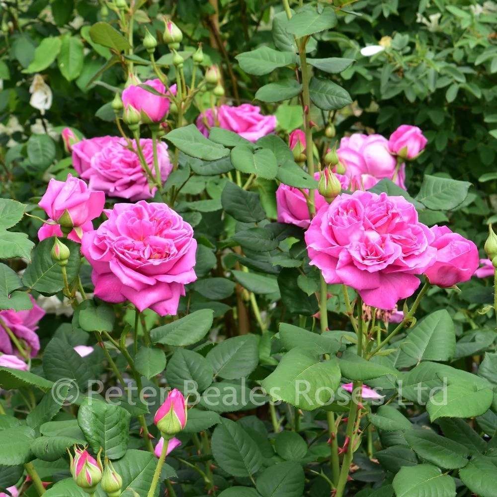 Sandringham (Shrub Rose) 4 Sandringham (Shrub Rose) - Image 2