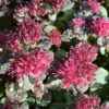Sedum Rose Carpet 1 Sedum Rose Carpet -Classic Roses Sales Store sedum rose carpet jd oct 18 1 1000px