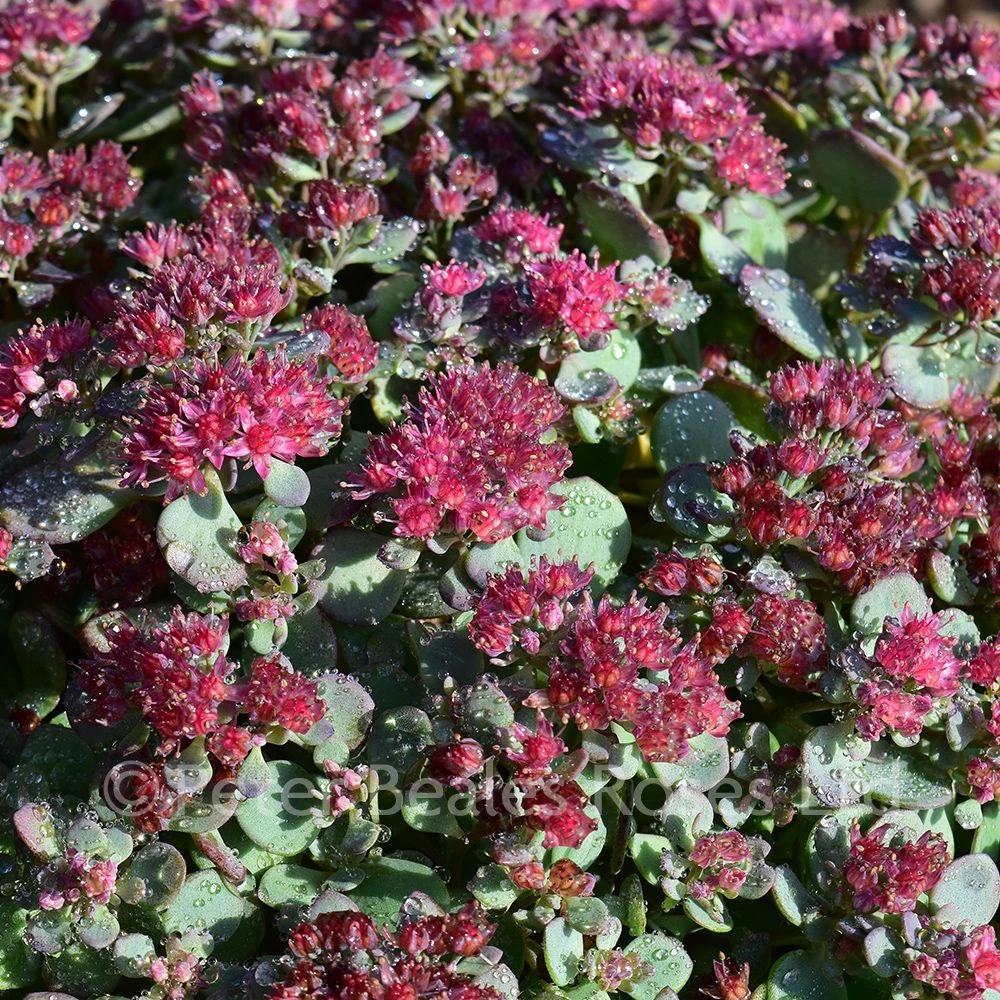 Sedum Rose Carpet 4 Sedum Rose Carpet - Image 2