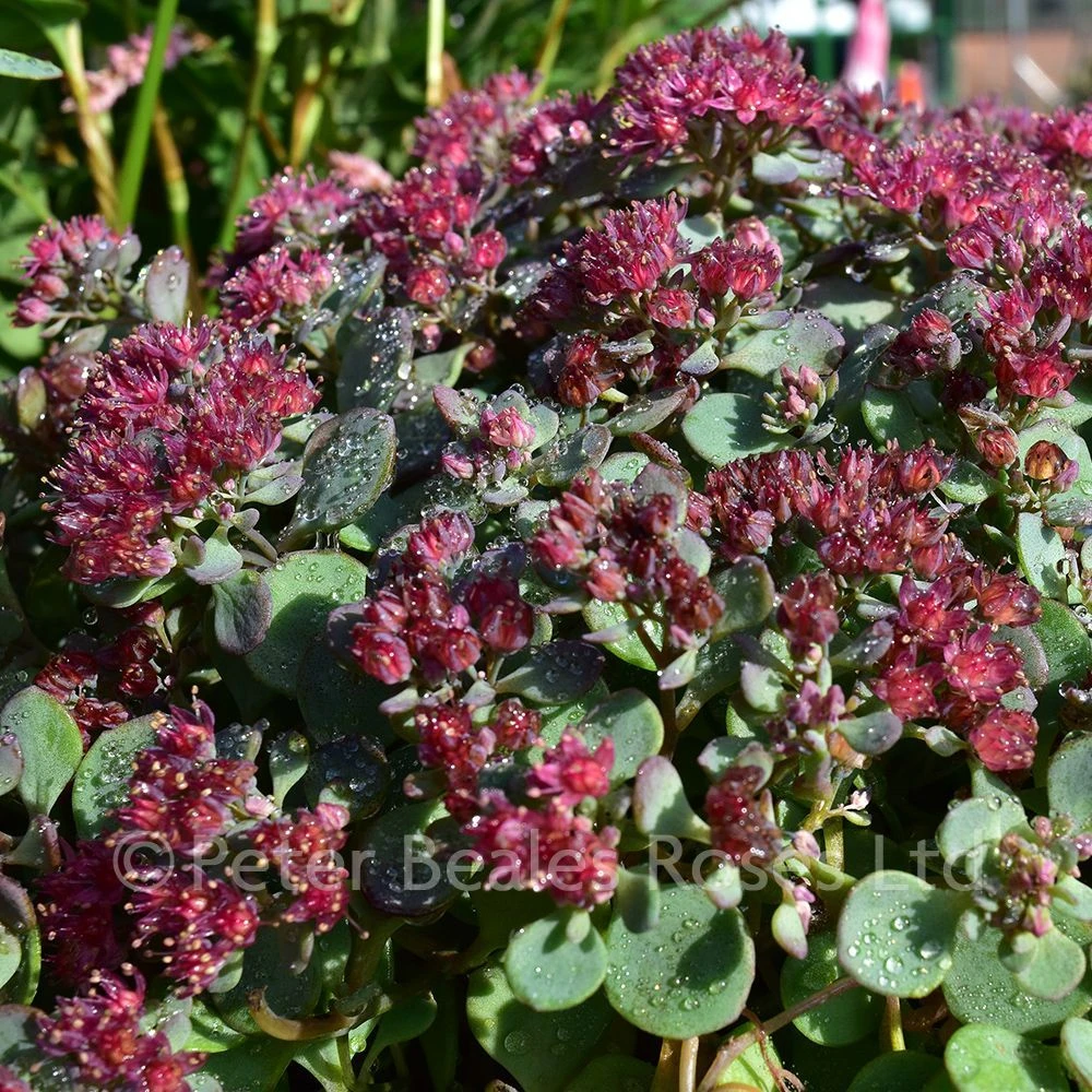 Sedum Rose Carpet 5 Sedum Rose Carpet - Image 3