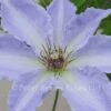 Clematis Tranquilite -Classic Roses Sales Store tranquilite evipo0111 n l 1000px