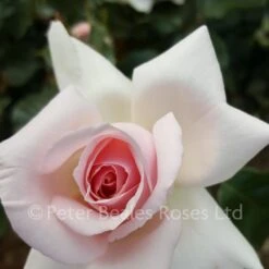 A Whiter Shade Of Pale (Bush Rose) 11 A Whiter Shade Of Pale (Bush Rose) -Classic Roses Sales Store whiter shade of pale il 2017 1 1000px