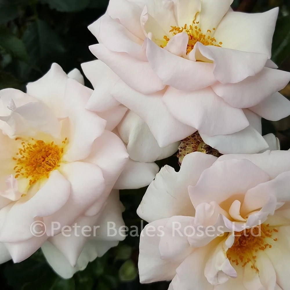 A Whiter Shade Of Pale (Bush Rose) 5 A Whiter Shade Of Pale (Bush Rose) - Image 3